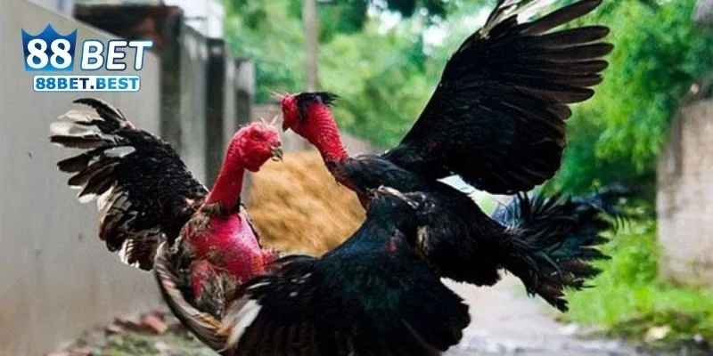 TRANG CHỦ 27 Đá gà