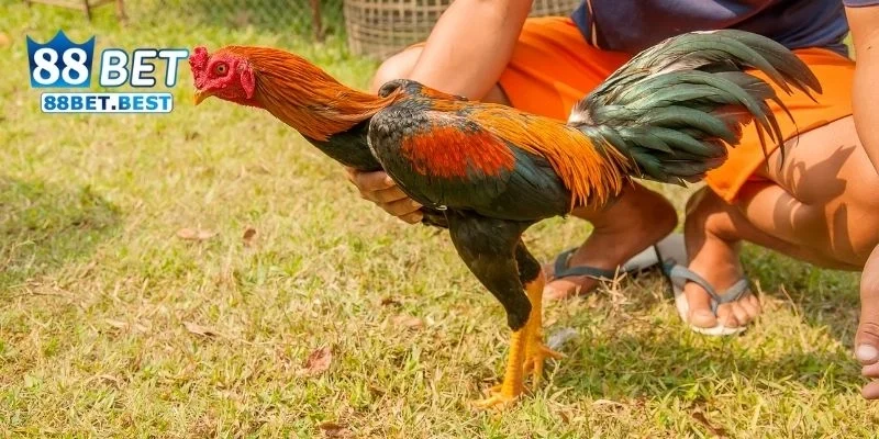 Đá Gà Cựa Dao - Trải Nghiệm Đá Gà Cựa Dao Tại Nhà Cái 88bet 3 Hướng dẫn cách tham gia chơi Đá Gà Cựa Dao trên 88bet