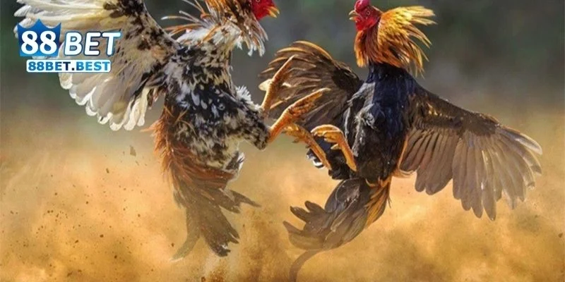 Đá Gà Dân Gian - Khám Phá Nét Văn Hóa Đá Gà Qua 88bet 2 Đá Gà Dân Gian, Nguồn gốc và lịch sử